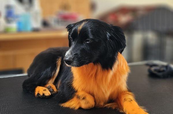 Happy Tails Doggy Day Care and Grooming