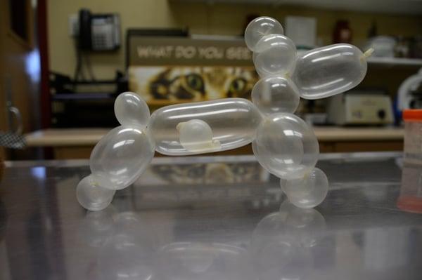 Anasazi Animal Clinic