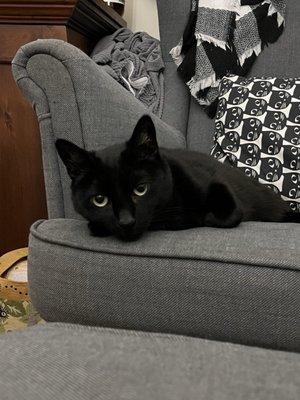 Catonsville Cat Clinic