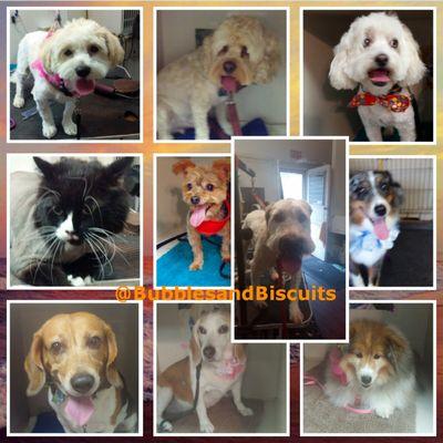 Bubbles And Biscuits