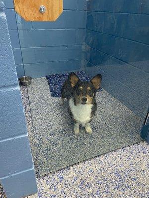 Paws at Play of Gresham Lake