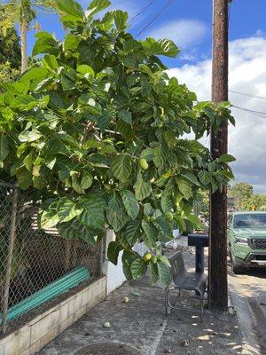 Noni before removing.