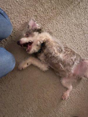 Fetch! Pet Care - Austin