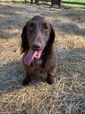 Piper's Place Dog Training