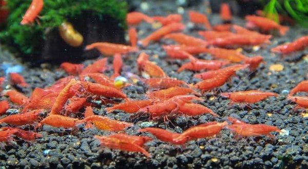 Neocaridina (Cherry) shrimp