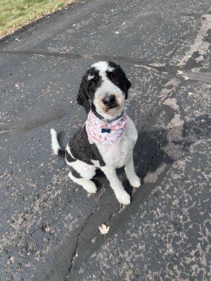 Scrubbers Dog Wash - Royal Oak