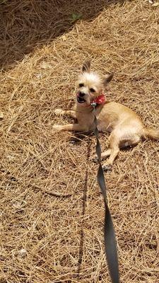 Most Creatures Great & Small Pet Sitting