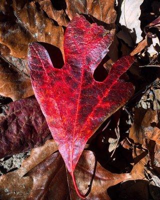 Chucalissa Archaeological Museum