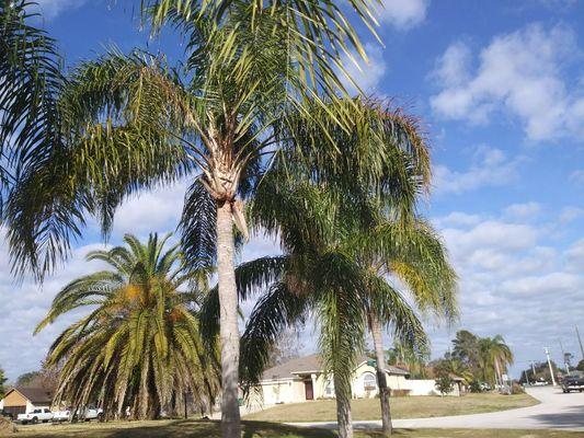 Timber Tree & Landscaping