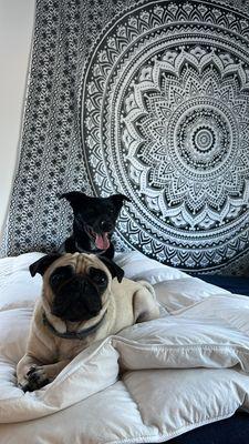 Scott's Addition Animal Hospital