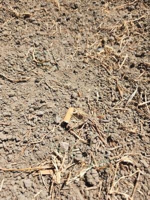 Ody Corp Landscaping