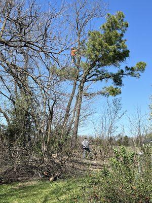 Branch Out Tree Service