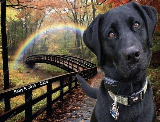 Wellcare Animal Hospital