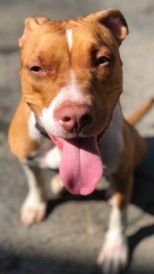 Family Paws Mobile Grooming