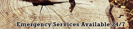 Souliere And Son Tree Specialists