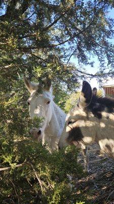 Pretty and Jack highly recommend.