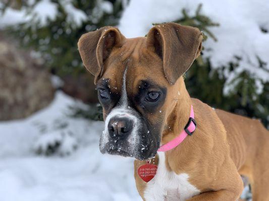 Bluegrass Veterinary Hospital