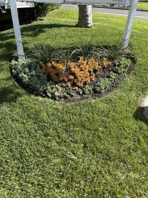 Drought tolerant succulents