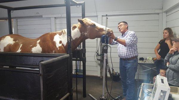 Extensive experience and practice in Equine Dentistry, and top of the line equipment.