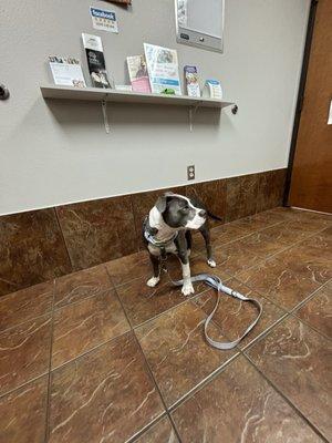 Abrams Forest Veterinary Clinic