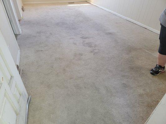Griffin Flooring & Carpet Cleaning