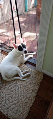 Michelle's Pawsitive Pet Care