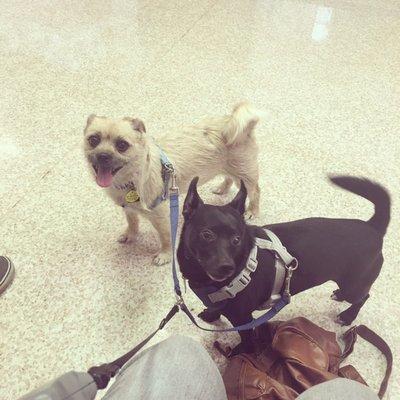 Augusta Animal Clinic