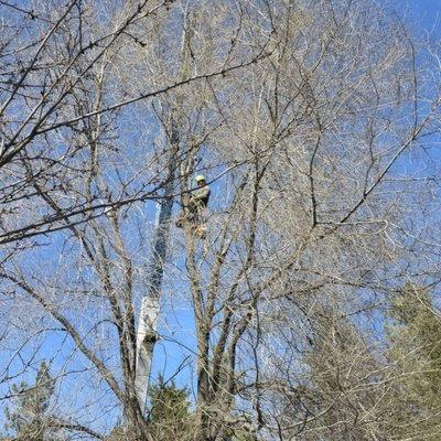 Nelson Tree Artistry