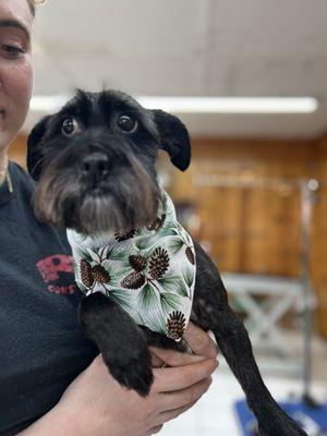 Chipper looking dapper by Chloe