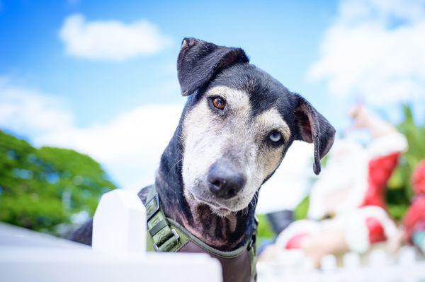 Fur-Angel Foundation