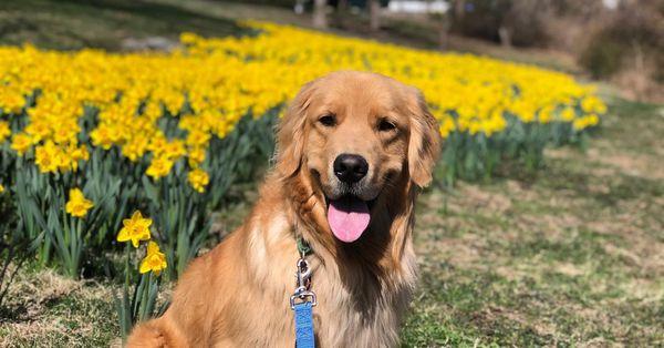 Duff in the Daffodil field in Essex, CT