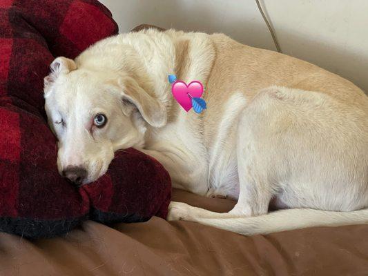 Lost my best friend, Jack on December 11, 2023. He was with me for 13 years.