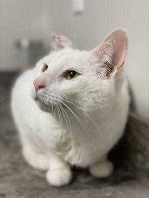 Summit Veterinary Hospital