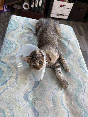 AM PM Spay & Neuter Clinic