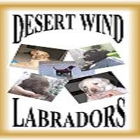 Desert Wind Labradors