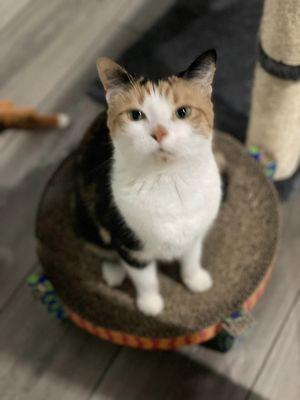 Church Road Animal Hospital