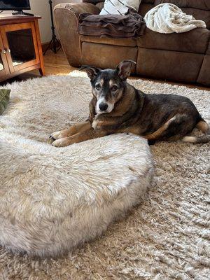 Viano Veterinary Services