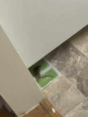 3003 Van Ness Apartments