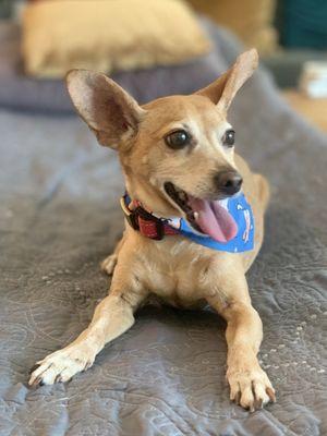 All Dogs Go To Hannah