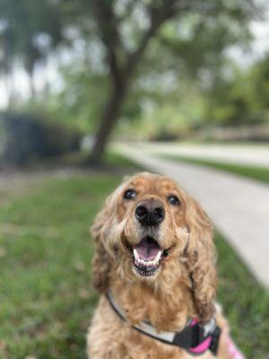 Timeless Tails Pet Solutions