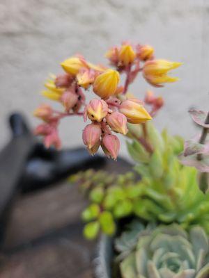 The Red Door Art Alley & Gallery