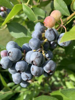 Richland Creek Farm and Market