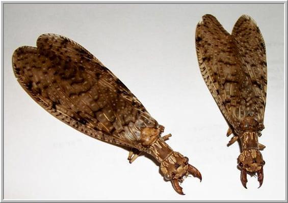 Slippery Rock Pest Control