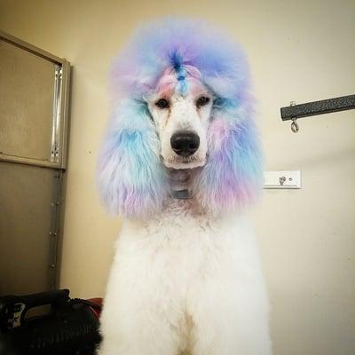 Artistic Pet Grooming & Boarding