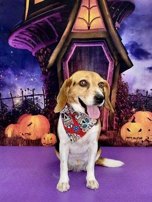 Bows n Ties Mobile Grooming