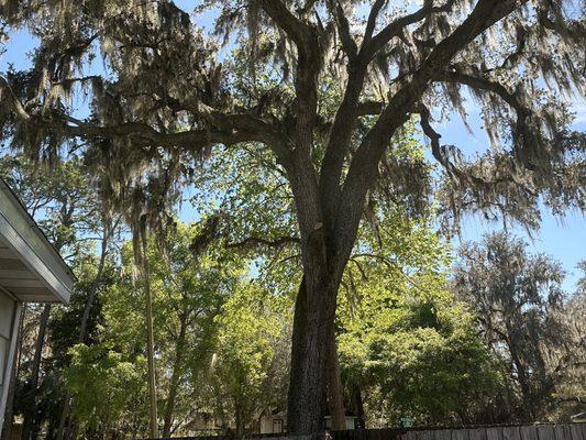 North Florida Tree
