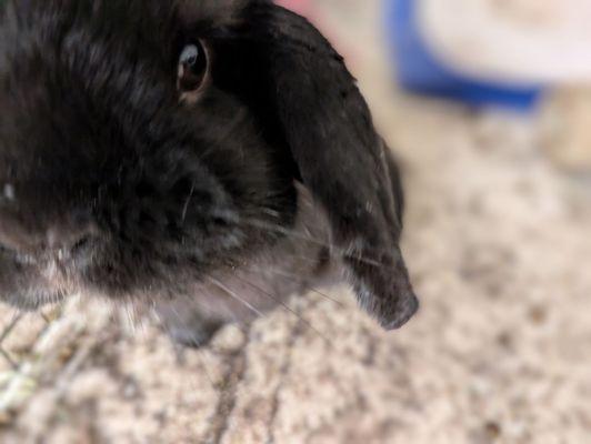 Bungaard Bunny Sitting