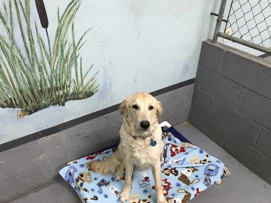 Glacier Bark Kennels