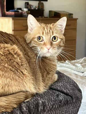 Bark to Barn Pet & Farm Sitting