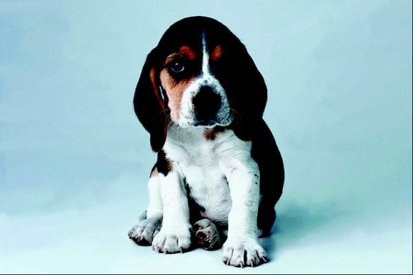 Honeylane Pet Grooming